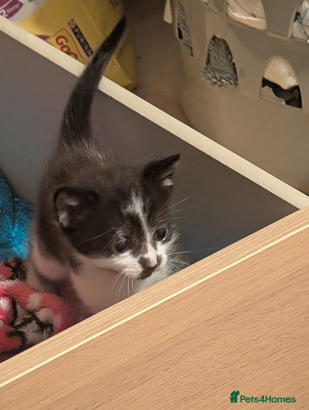 Mixed Breed cats for sale: 3 Male Kittens - Advert 10