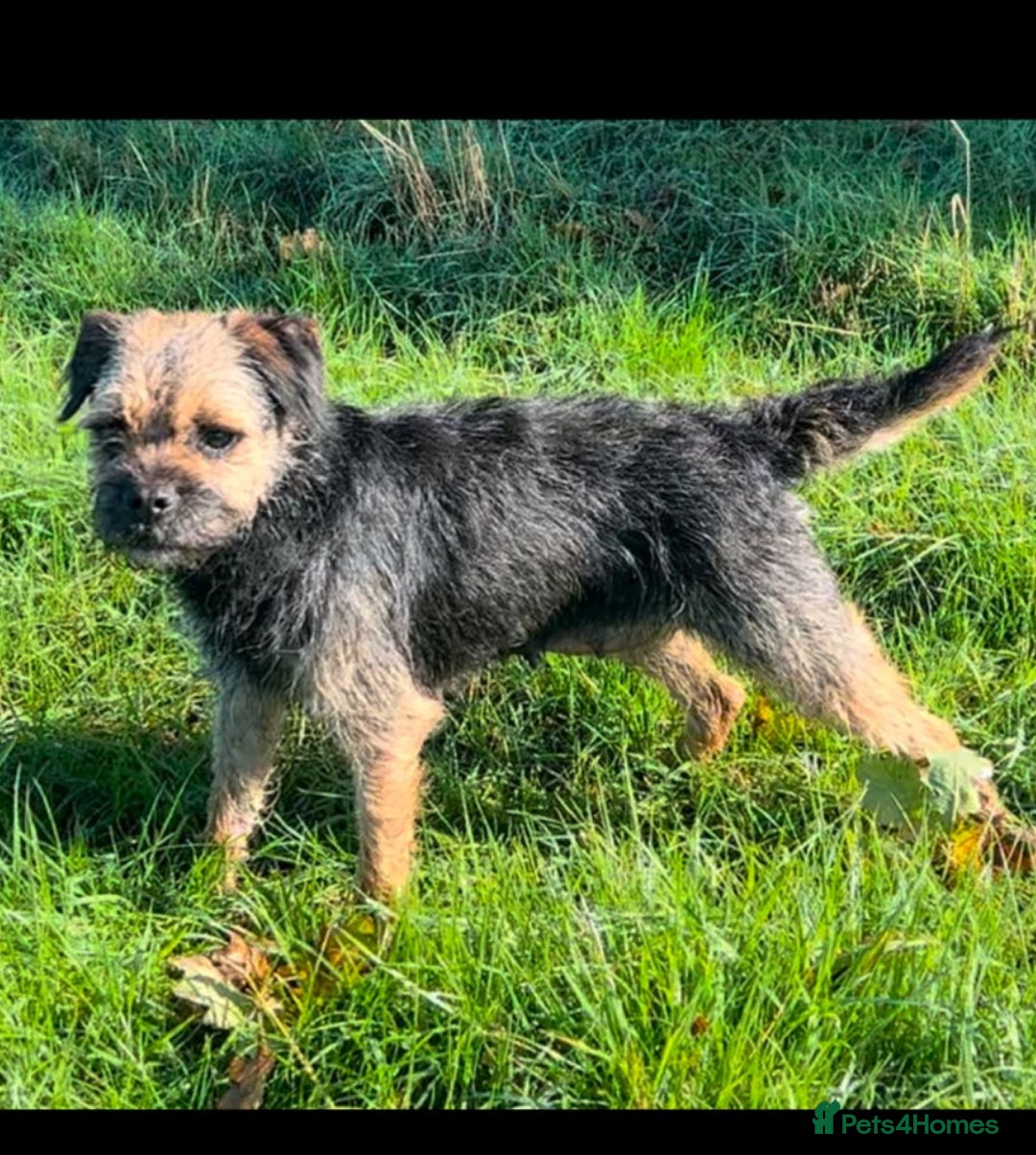 Cocker Spaniel Terrier Mix Cocker Terrier Mix 2025