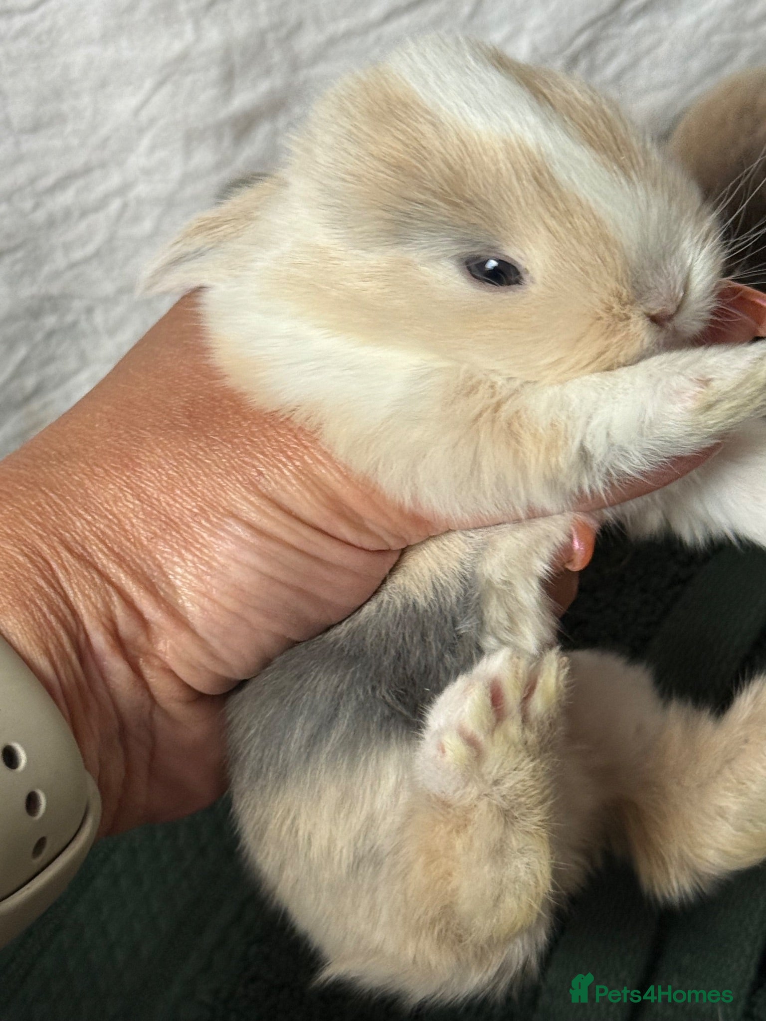 Mini Lop rabbits Beautiful mini lops to reserve  - Advert 1
