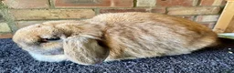 Mini Lop rabbits for sale: Mini lop adults for rehoming - Advert 4