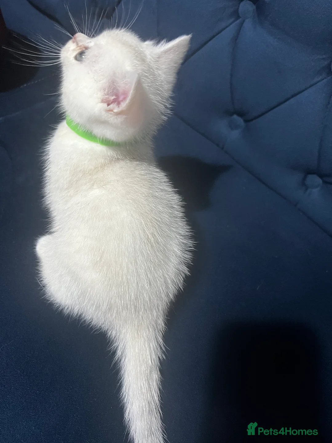 British Shorthair cats for sale: British shorthair type kittens - Advert 25