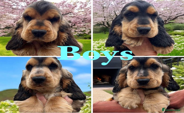 Cocker Spaniel dogs in Gainsborough - Advert 3