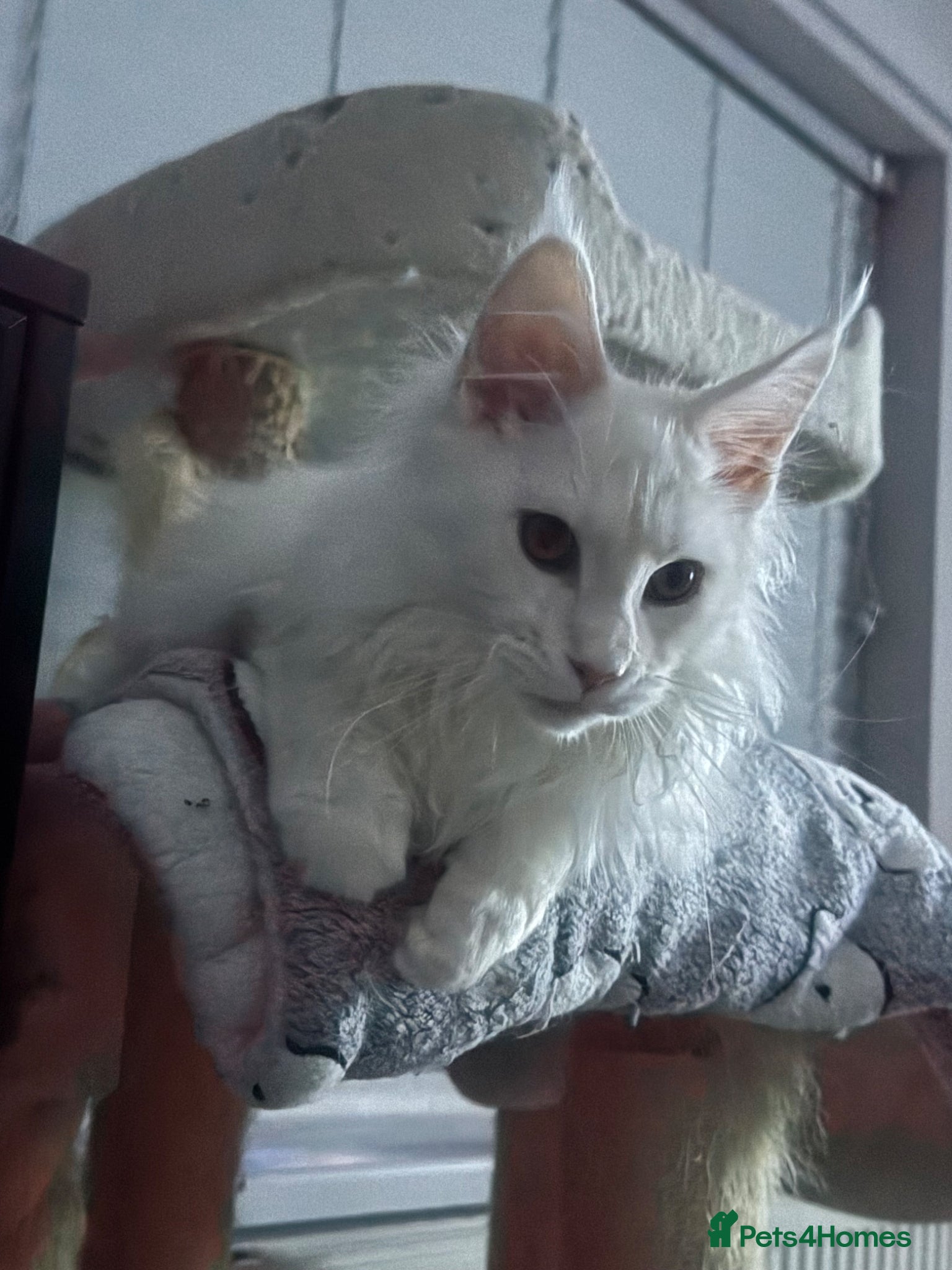 Maine Coon cats One boy left! Full pedigree, Shaded Maine Coon boy - Advert 11