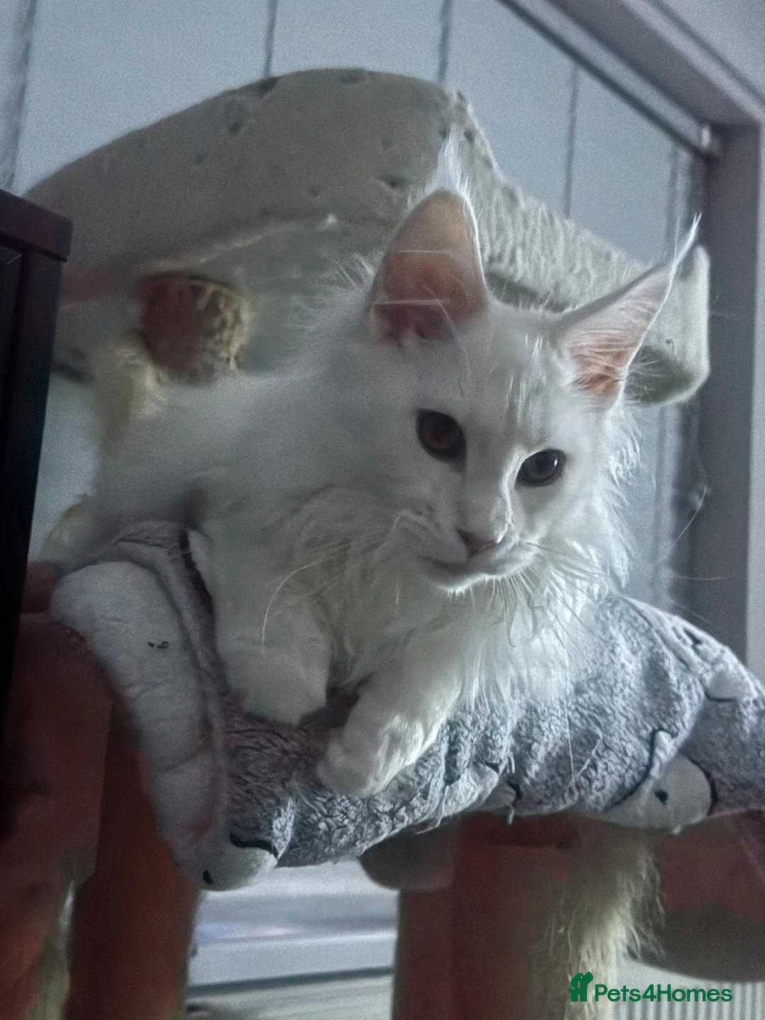 Maine Coon cats for sale: One boy left! Full pedigree, Shaded Maine Coon boy - Advert 1