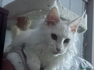 Maine Coon cats One boy left! Full pedigree, Shaded Maine Coon boy - Advert 11