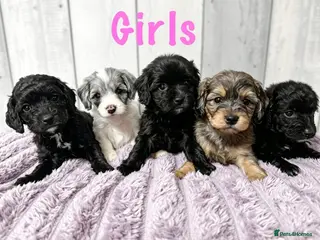 Mixed Breed dogs 🐶 🐾 Beautiful Cavapoochon Puppies 🐾 - Advert 3