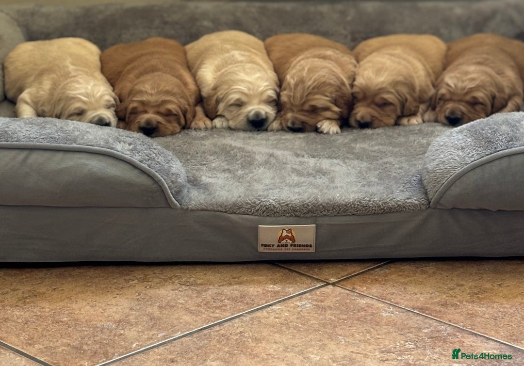 Golden Retriever dogs for sale: Beautiful KC Registered Golden Retrievers for Sale - Image 12