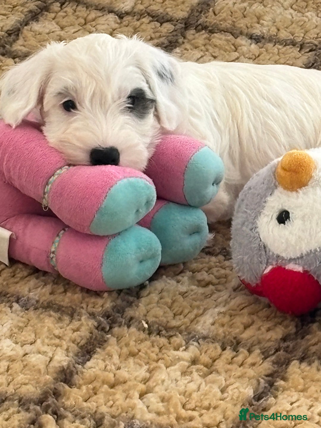 Sealyham Terrier dogs for sale: Stunning Sealyham Terriers  - Advert 15