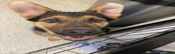 German Shepherd dogs for sale: German shepherd  - Advert 19