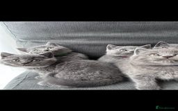 British Shorthair cats for sale: PURE PEDIGREE BSH KITTENS - Image 25