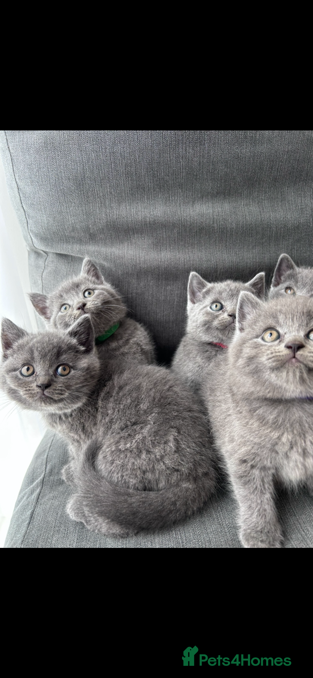 British Shorthair cats for sale: PURE PEDIGREE BSH KITTENS - Image 25