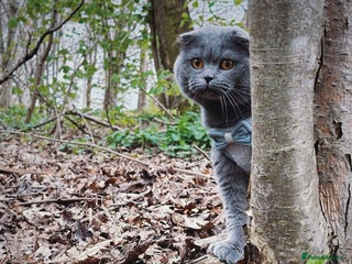 Scottish Fold cats in Salford - Advert 29