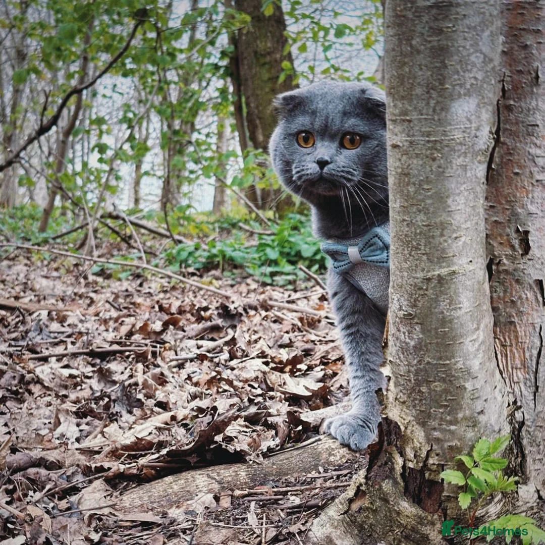 Scottish Fold cats for stud: FOLD AVAILABLE FOR STUD MANCHESTER THIS WEEK  in Salford - Advert 1