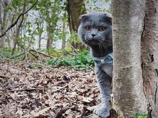 Scottish Fold cats FOLD AVAILABLE FOR STUD MANCHESTER THIS WEEK in Salford - Advert 11