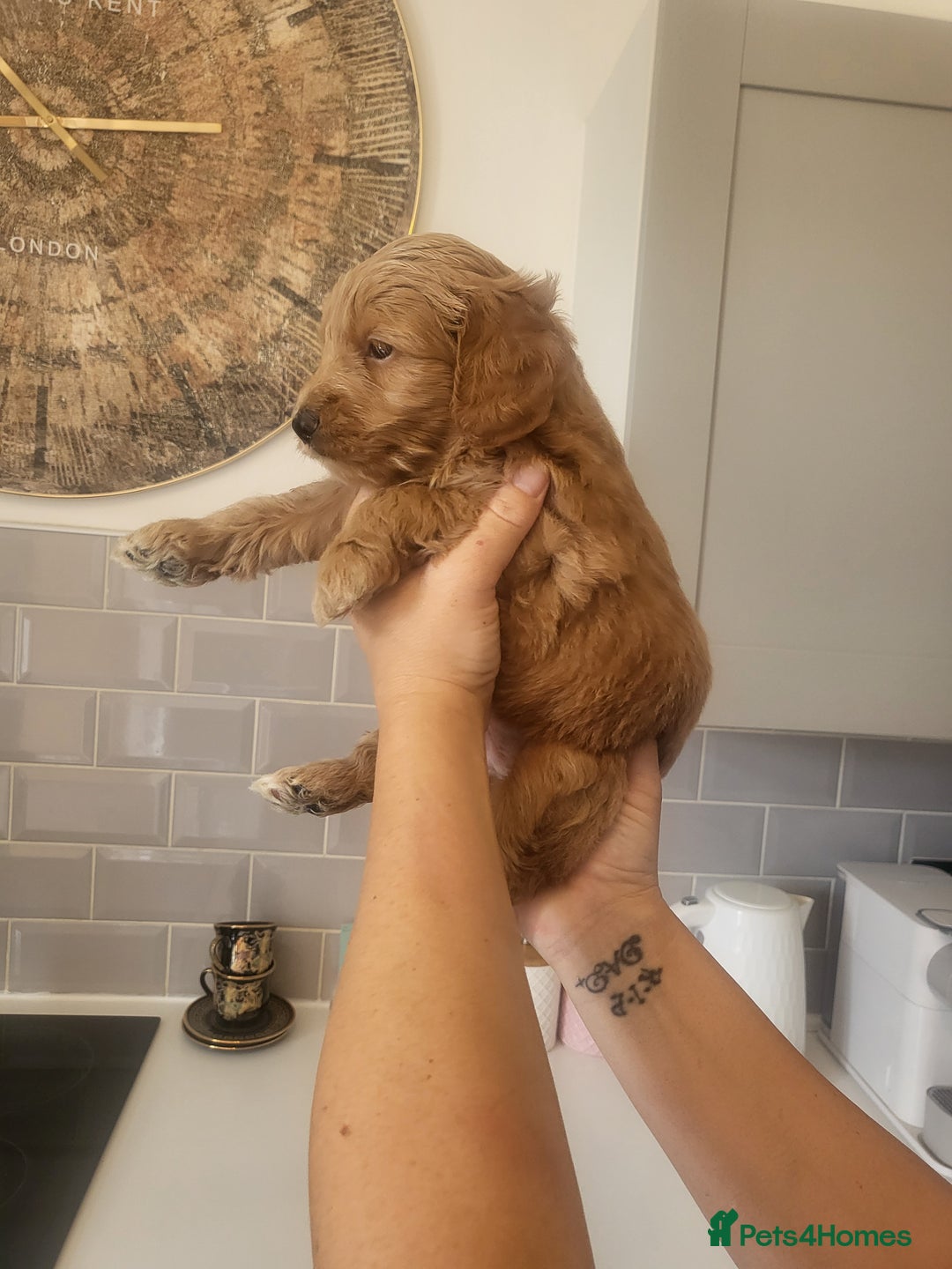 Cockapoo dogs for sale: F1B Cockapoo puppy's x6 stunning colours - Image 11