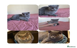 Scottish Fold cats for sale: Last British Shorthair kitten - Advert 4