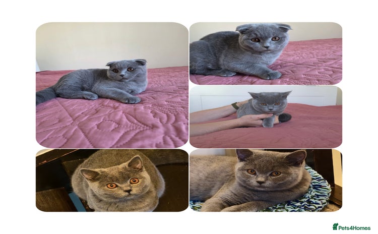 Scottish Fold cats - Advert 5