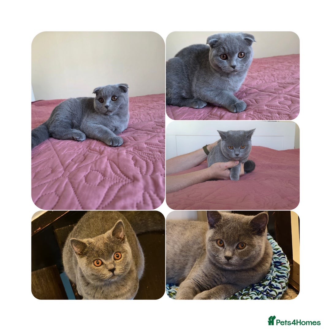 Scottish Fold cats for sale: Last British Shorthair kitten - Advert 4
