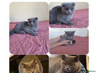Scottish Fold cats - Advert 26
