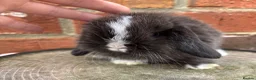 Mini Lop rabbits for sale: Pedigreed pure bred mini lops  - Advert 30