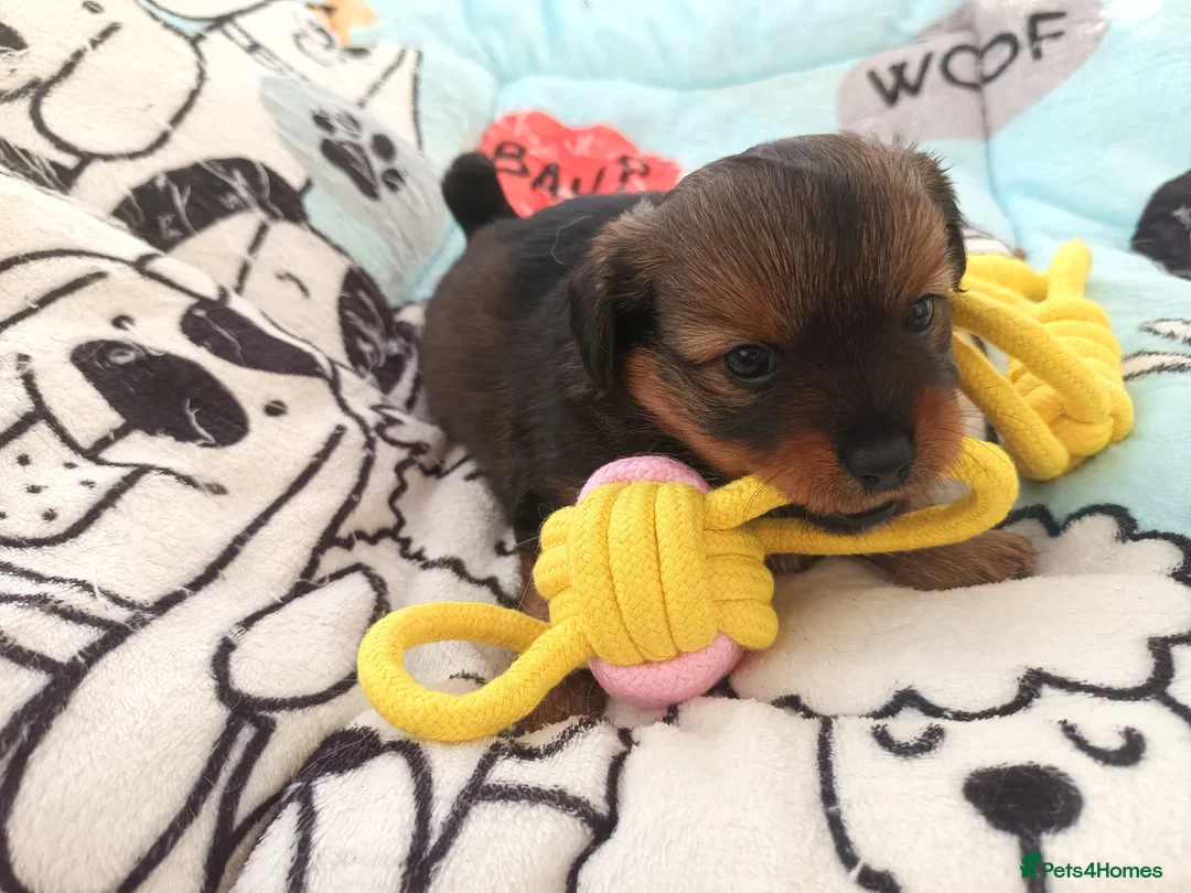 Mixed Breed dogs for sale: Small Mixed Breed Puppy  - Advert 7