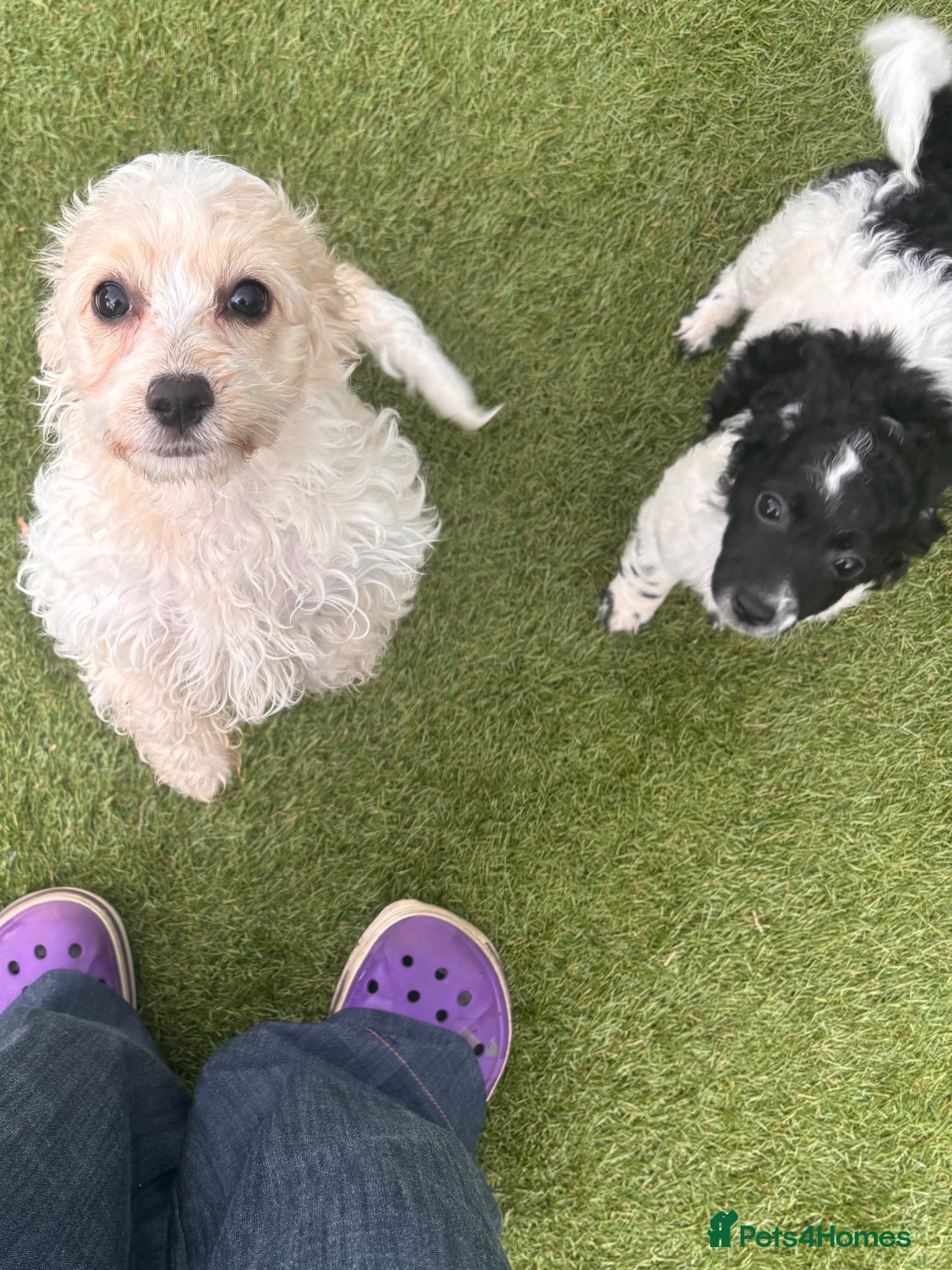 Cockapoo dogs 2 fluffy cockapoos ready for their new home  - Advert 12