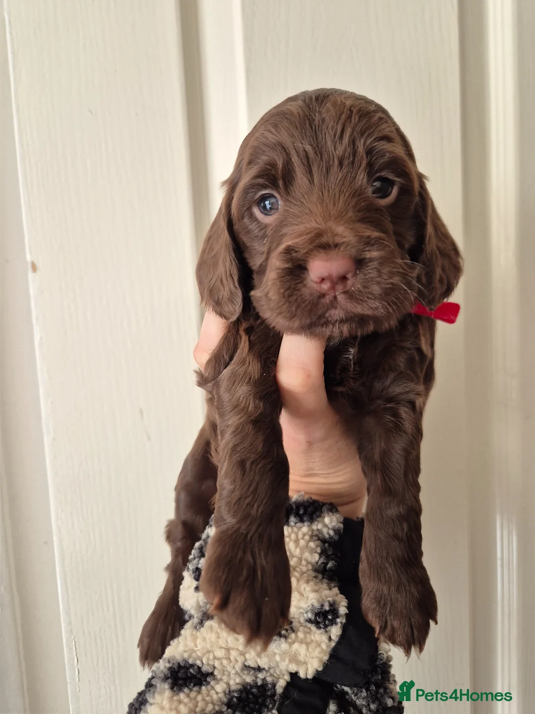Sprocker dogs for sale: 4 GIRL SPROCKERS AVAILABLE 5th july  - Advert 2