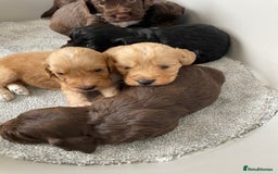 Cockapoo dogs for sale: F1 cockapoo p,r.a clear test - Image 9