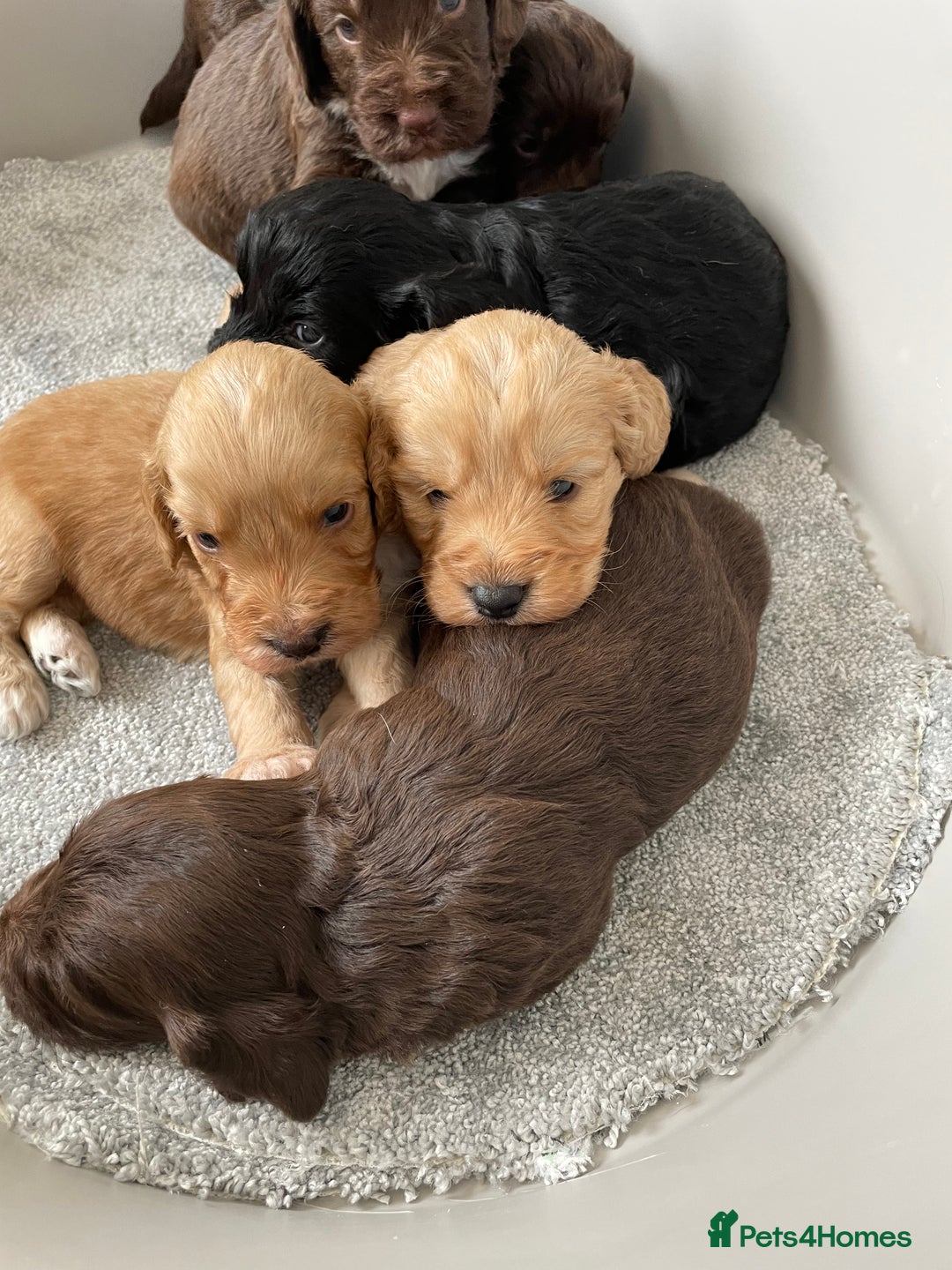 Cockapoo dogs for sale: F1 cockapoo p,r.a clear test - Image 9