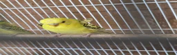 Budgerigars birds for sale: Hago Helicopter Baby Budgies - Advert 5
