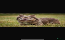 French Bulldog dogs for sale: Fluffy French bulldog  - Image 4