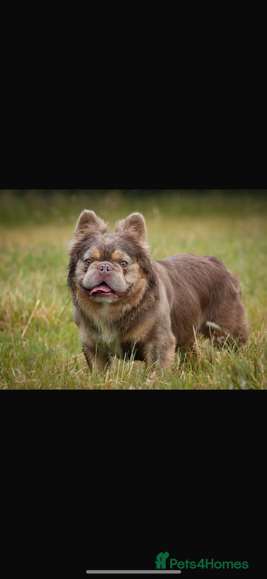 French Bulldog dogs for sale: Fluffy French bulldog  - Image 4