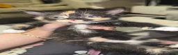 British Shorthair cats for sale: Beautiful playful kittens - Advert 3