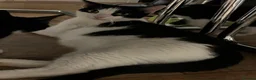 Domestic Shorthair cats for adoption: Young rescue cat looking for her own home - Advert 5