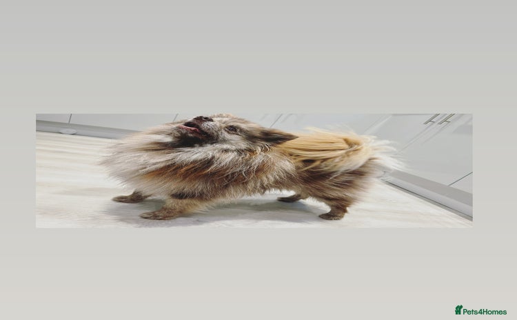 Pomeranian dogs - Advert 1