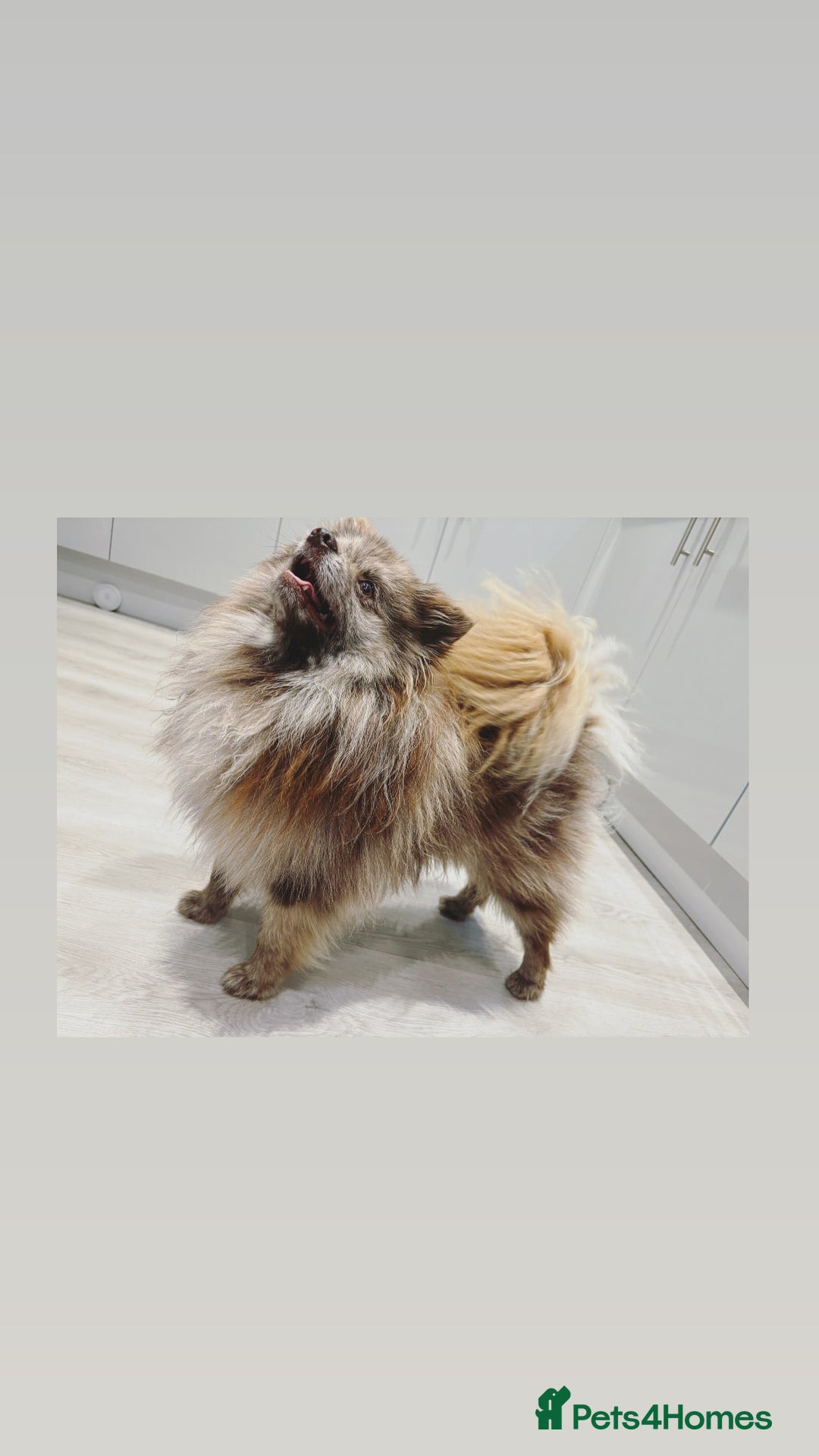 Pomeranian dogs for stud: top quality 5kg! chocolate merle stud!🔥 - Image 1