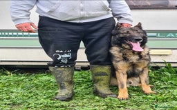 German Shepherd dogs for sale: 2 female German shepherd female pups - Image 5