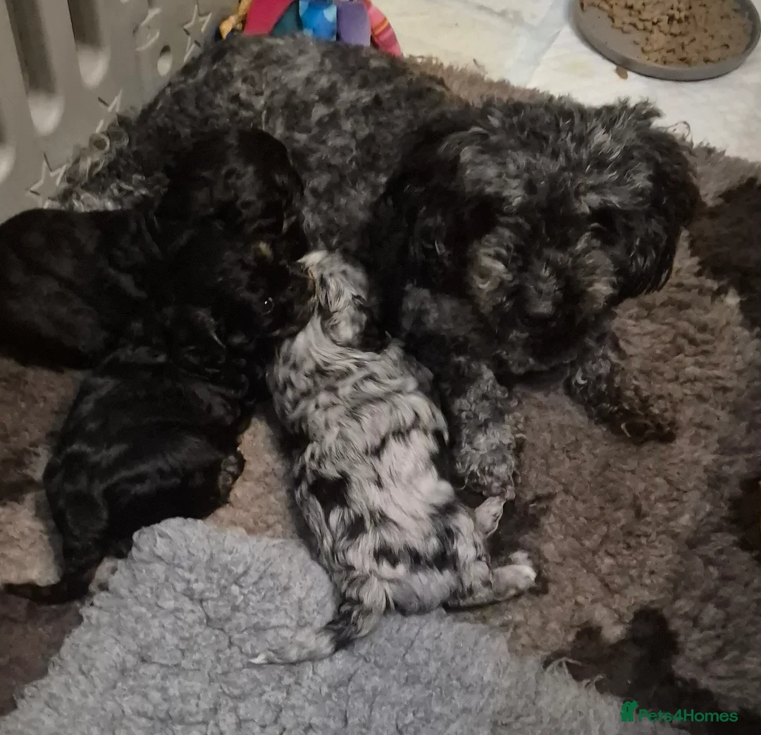 Cavapoo dogs for sale: 3 Beautiful Cavapoo Girls, 2 Black/Tan and 1 Merle in Truro - Advert 2