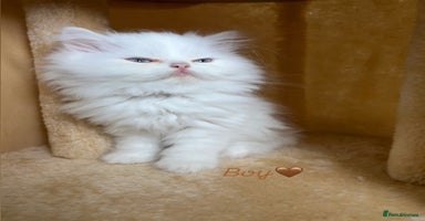 Persian cats - Advert 1