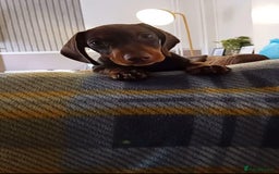 Miniature Dachshund dogs for sale: 1 year old Male miniture dachshund  - Image 3