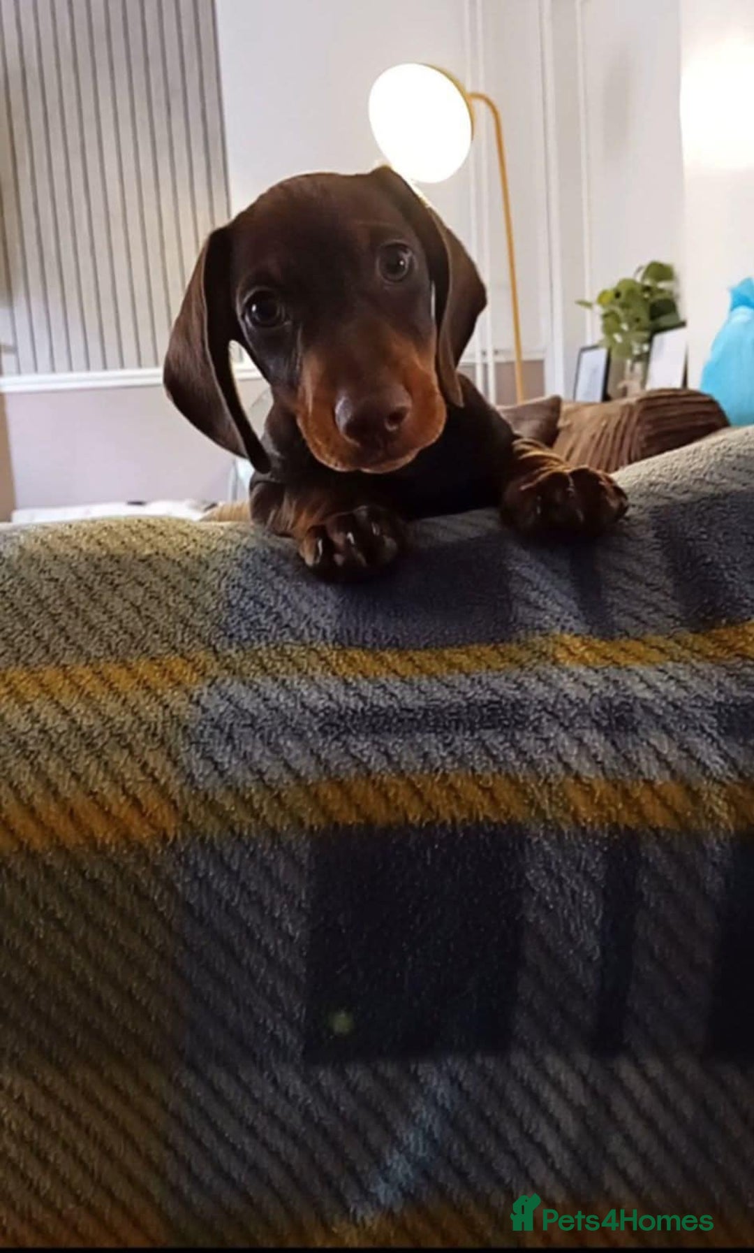 Miniature Dachshund dogs for sale: 1 year old Male miniture dachshund  - Image 3