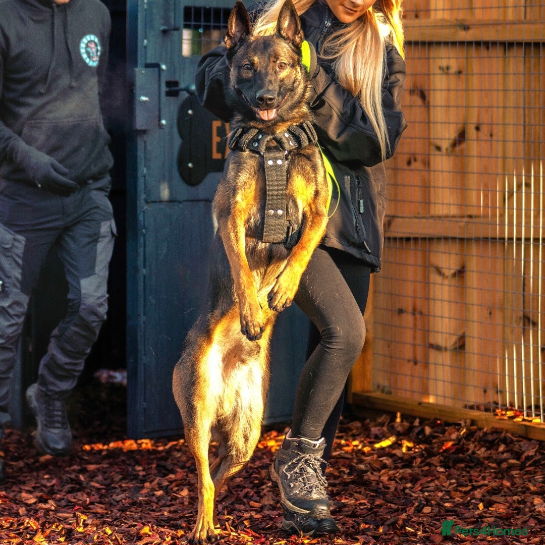 Belgian Shepherd Dog dogs for sale: Exclusive bloodlines  - Advert 20