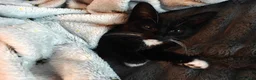 Mixed Breed cats for sale: Adorable kittens - Advert 3