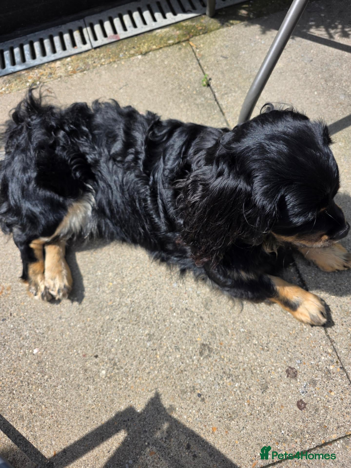 Mixed Breed dogs Benji - Advert 2