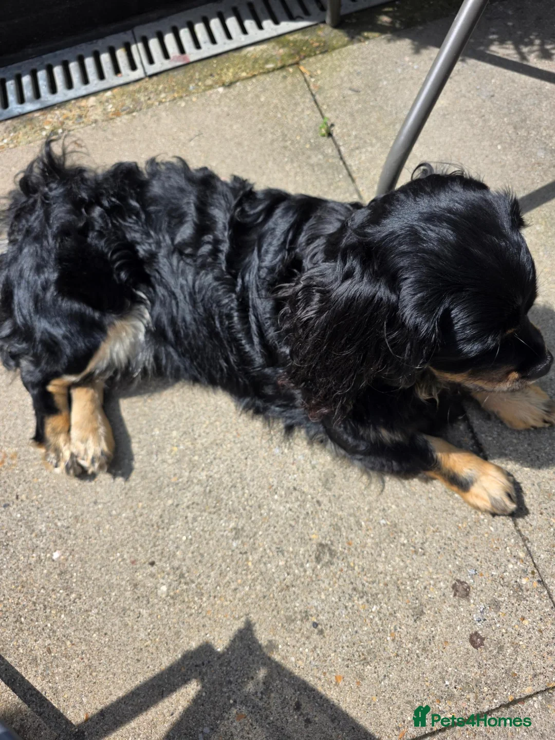 Mixed Breed dogs for sale: Benji - Advert 1