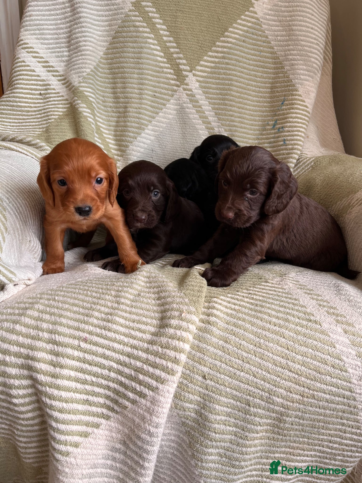 Cocker Spaniel dogs Beautiful Cocker Spaniel Puppies (working type)  - Advert 1