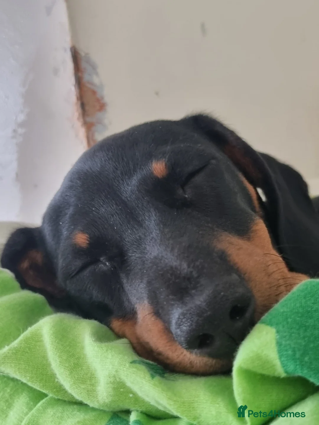 Miniature Dachshund dogs for sale: Miniature dachshund  - Advert 2