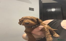 Cockapoo dogs for sale: 10 F1b cockapoo pups for sale  - Advert 7