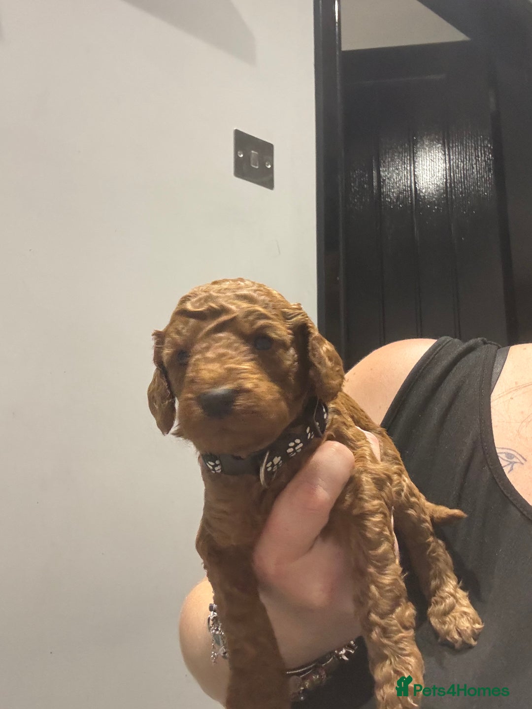 Cockapoo dogs for sale: 10 F1b cockapoo pups for sale  - Advert 7