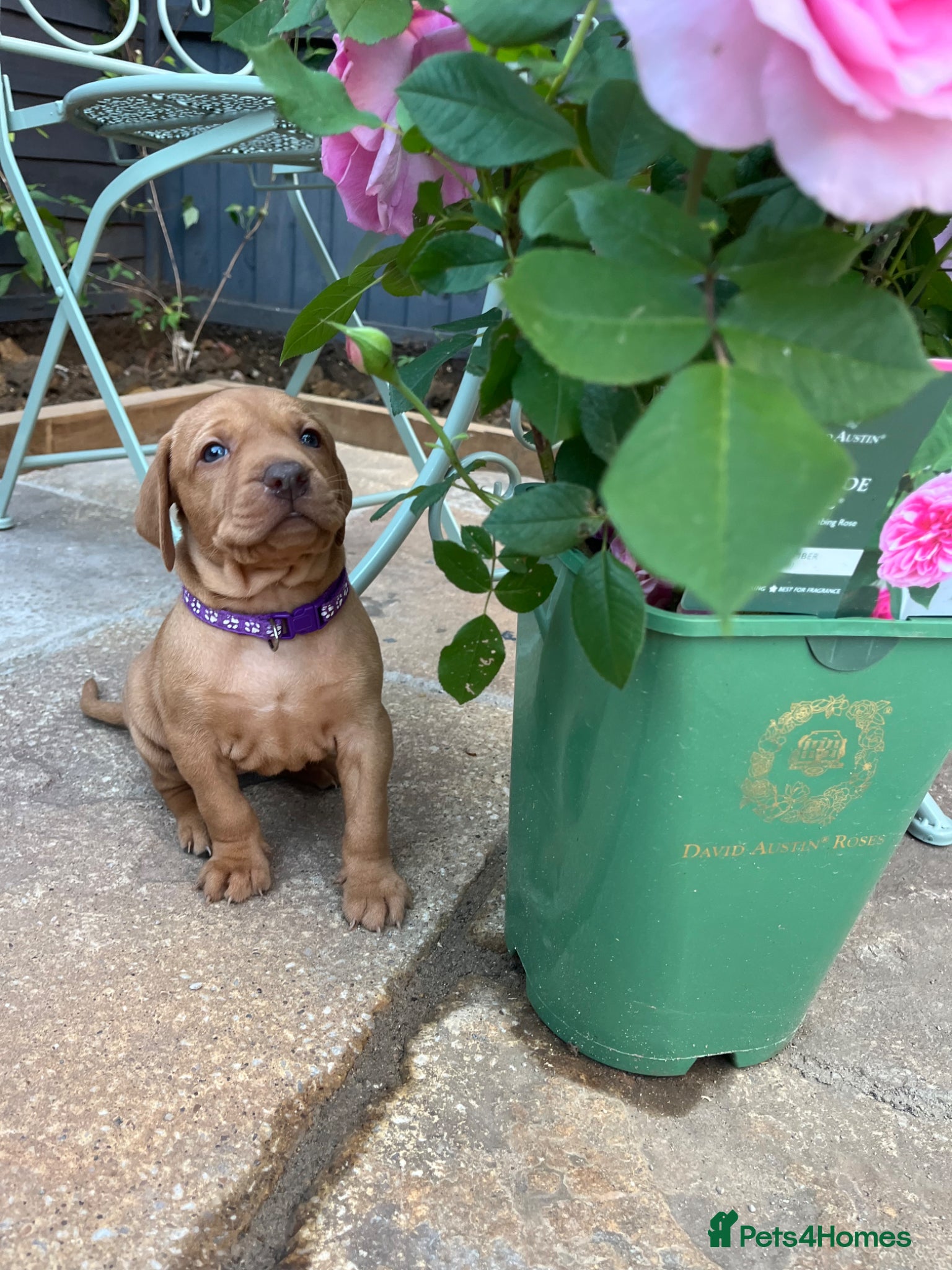 Hungarian Vizsla dogs for sale: Championship Bloodline Pedigree Hungarian Vizsla - Advert 9